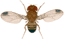 a fruit fly